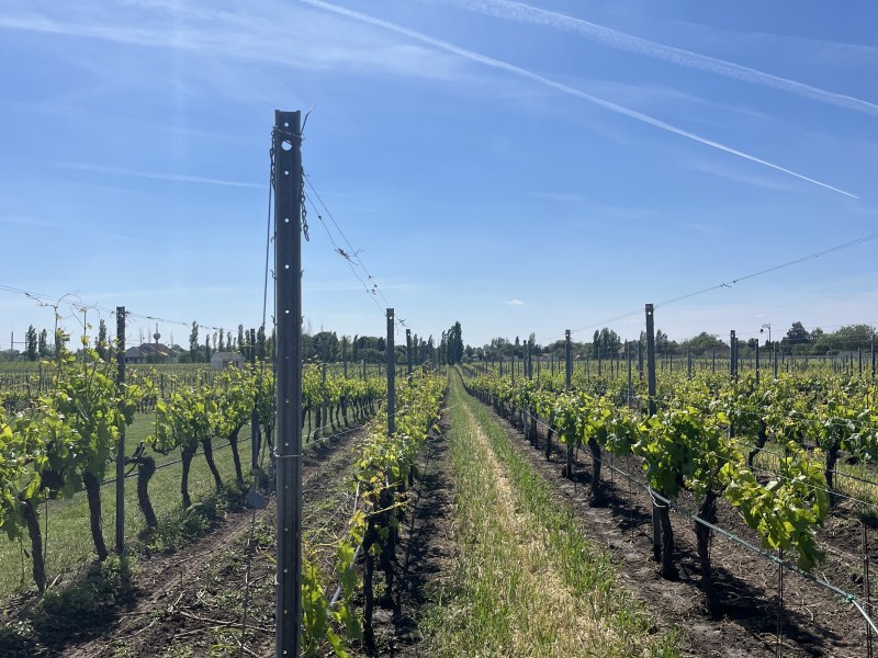 Vinarija Zvonko Bogdan — fotografija 2